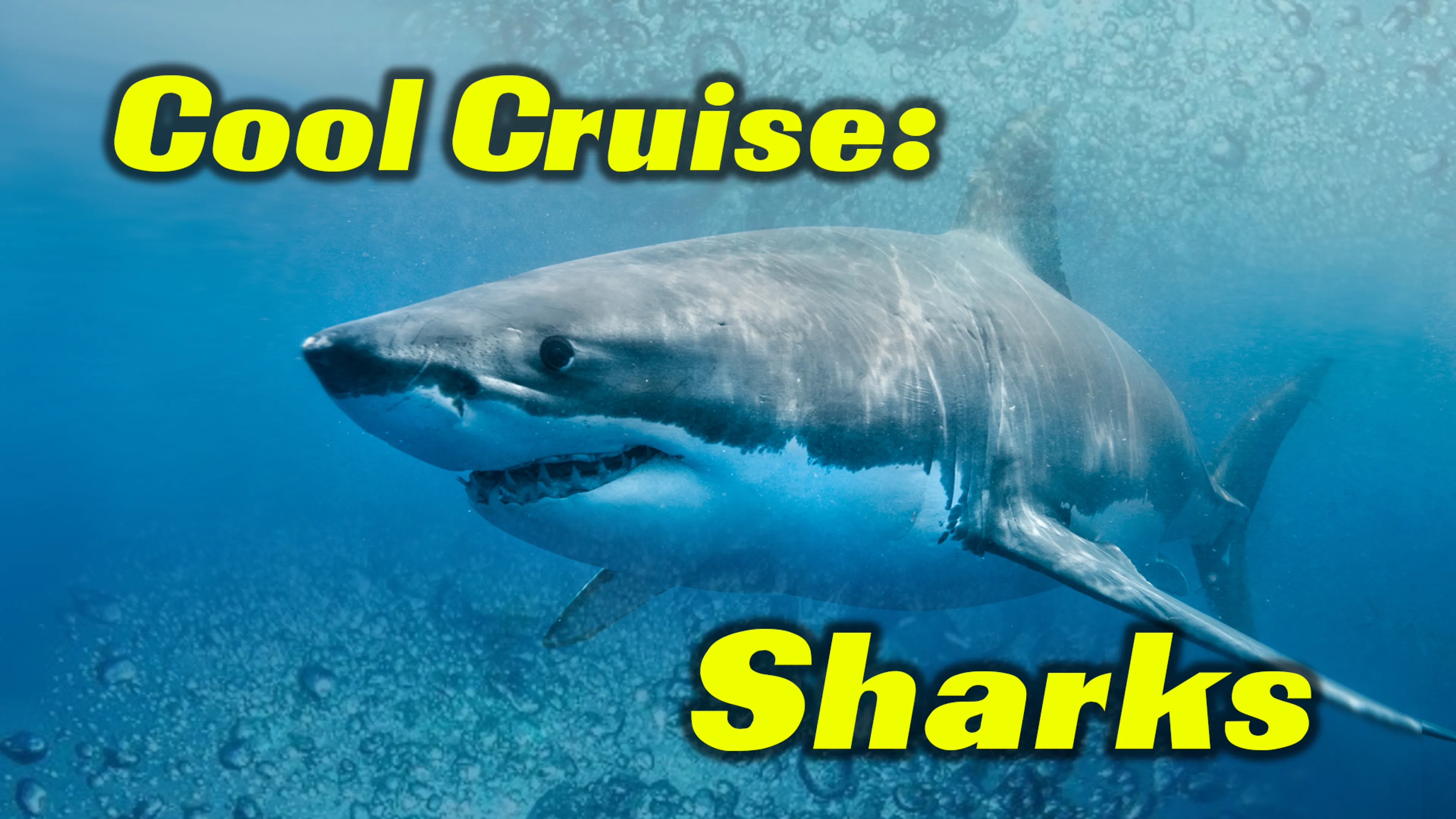 Cool Cruise: Sharks poster